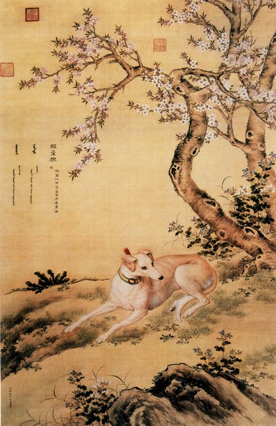 Imagen del lobo Shanxing (睒星狼), un galgo chino, del álbum Diez Perros Valiosos de Giuseppe Castiglione